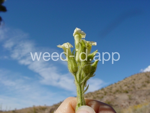 tobacco, desert